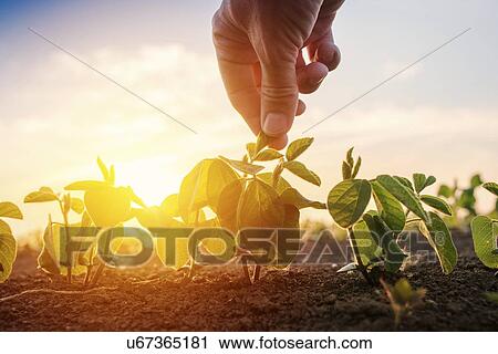 Hand touching young soybean plants. View Large Photo Image Stock Image - Hand touching young soybean plants.. Fotosearch
