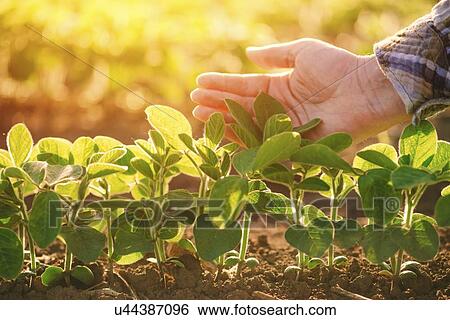 Hand touching young soybean plants. View Large Photo Image Stock Photograph - Hand touching young soybean plants.. Fotosearch
