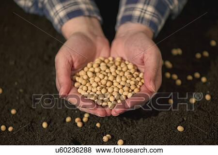 Stock Photo - Hands holding harvested soy beans.. Fotosearch