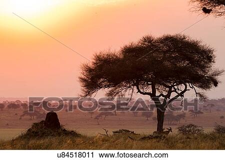 Hartebeest, Alcelaphus buselaphus, Tarangire National Park, Tanzania View Large Photo Image Stock Image - Hartebeest, Alcelaphus buselaphus, Tarangire National Park, Tanzania. Fotosearch