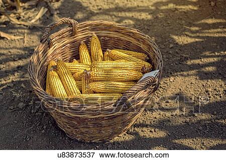 Stock Photo - Harvested corn in wicker basket.. Fotosearch