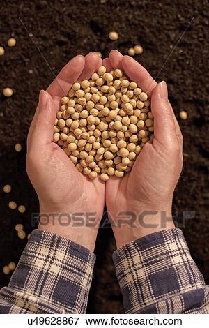 Stock Photo - Harvested soybean in hands.. Fotosearch