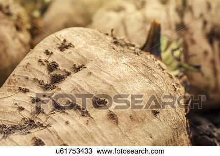 Stock Image - Harvested sugar beet crop.. Fotosearch