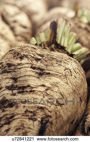 Stock Image - Harvested sugar beet crop.. Fotosearch