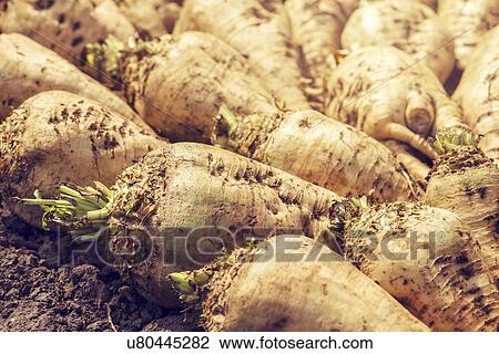 Stock Image - Harvested sugar beet crop.. Fotosearch