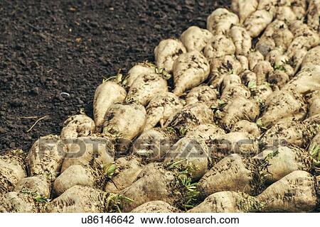 Harvested sugar beet crop. View Large Photo Image Stock Image - Harvested sugar beet crop.. Fotosearch