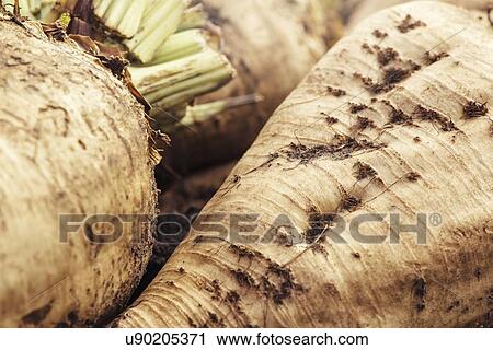 Stock Image - Harvested sugar beet crop.. Fotosearch