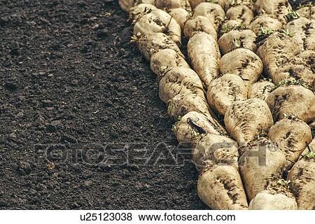 Harvested sugar beet crop. View Large Photo Image Stock Photo - Harvested sugar beet crop.. Fotosearch