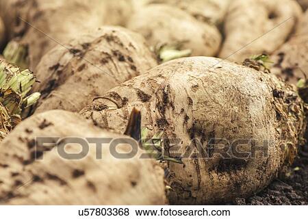 Harvested sugar beet crop. View Large Photo Image Stock Photo - Harvested sugar beet crop.. Fotosearch