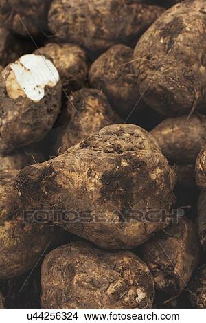 Harvested sugar beet. View Large Photo Image Picture - Harvested sugar beet.. Fotosearch