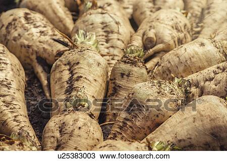 Harvested sugar beet. View Large Photo Image Stock Image - Harvested sugar beet.. Fotosearch