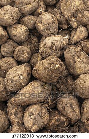 Harvested sugar beet. View Large Photo Image Stock Image - Harvested sugar beet.. Fotosearch