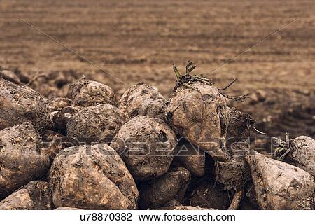 Stock Image - Harvested sugar beet.. Fotosearch
