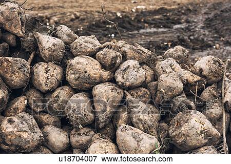 Stock Photo - Harvested sugar beet.. Fotosearch