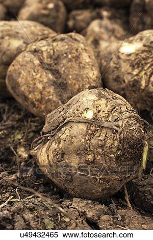 Harvested sugar beet. View Large Photo Image Stock Photography - Harvested sugar beet.. Fotosearch