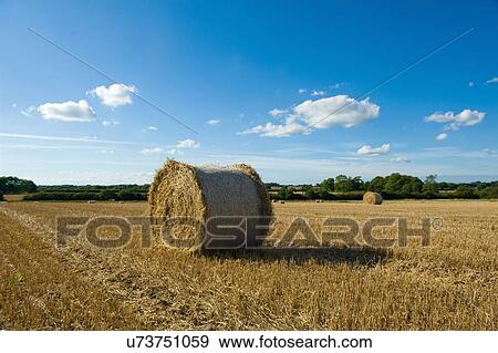 Hay bales in harvested rural field View Large Photo Image Stock Photo - Hay bales in harvested rural field. Fotosearch