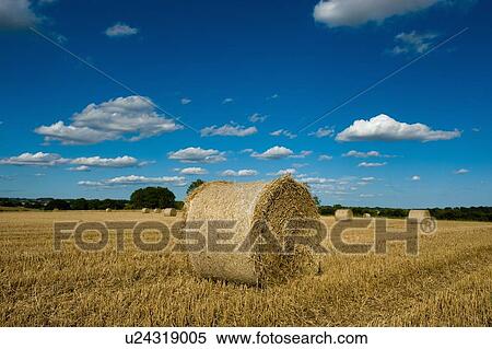 Hay bales in harvested rural field View Large Photo Image Stock Photography - Hay bales in harvested rural field. Fotosearch