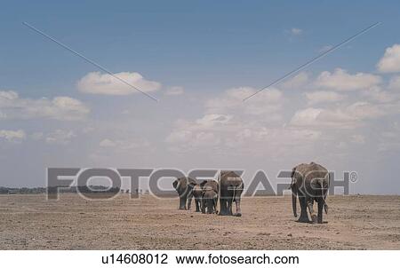 Herd of elephants, Amboseli National Park, Amboseli, Rift Valley, Kenya View Large Photo Image Stock Image - Herd of elephants, Amboseli National Park, Amboseli, Rift Valley, Kenya. Fotosearch
