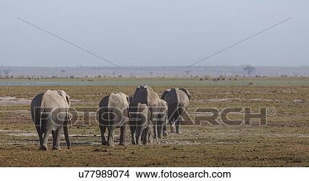 Picture - Herd of elephants in Amboseli National Park, Amboseli, Rift Valley, Kenya. Fotosearch