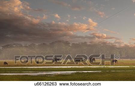 Stock Image - Herd of elephants in Amboseli National Park, Amboseli, Rift Valley, Kenya. Fotosearch