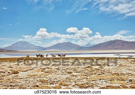 Stock Photograph - Herd of llamas on landscape, Salar de Chiguana, Chiguana, Potosi, Bolivia, South America. Fotosearch