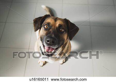High angle view of dog looking at camera View Large Photo Image Stock Image - High angle view of dog looking at camera. Fotosearch