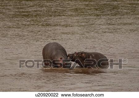 Hippopotamus, Hippopotamus amphibius, Mara River, Serengeti National Park, Tanzania View Large Photo Image Stock Image - Hippopotamus, Hippopotamus amphibius, Mara River, Serengeti National Park, Tanzania. Fotosearch