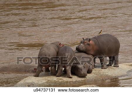 Hippopotamus, Hippopotamus amphibius, Mara River, Serengeti National Park, Tanzania View Large Photo Image Stock Image - Hippopotamus, Hippopotamus amphibius, Mara River, Serengeti National Park, Tanzania. Fotosearch