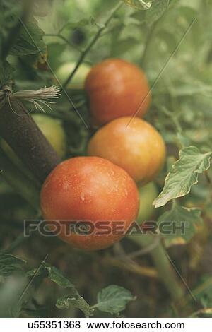 Homegrown organic tomato growing in vegetable garden. View Large Photo Image Stock Photo - Homegrown organic tomato growing in vegetable garden.. Fotosearch