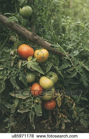 Homegrown organic tomato growing in vegetable garden. View Large Photo Image Stock Photo - Homegrown organic tomato growing in vegetable garden.. Fotosearch