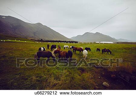Horses grazing, Akureyri, Eyjafjardarsysla, Iceland View Large Photo Image Stock Image - Horses grazing, Akureyri, Eyjafjardarsysla, Iceland. Fotosearch