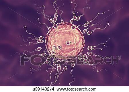 Human ovum, or egg, surrounded by numerous spermatozoa, computer illustration. In fertilisation, only a single sperm may successfully penetrate the ovum to fuse with the female nucleus. Barriers to be overcome include layers of follicular cells... View Large Photo Image Picture - Human ovum, or egg, surrounded by numerous spermatozoa, computer illustration. In fertilisation, only a single sperm may successfully penetrate the ovum to fuse with the female nucleus. Barriers to be overcome include layers of follicular cells.... Fotosearch