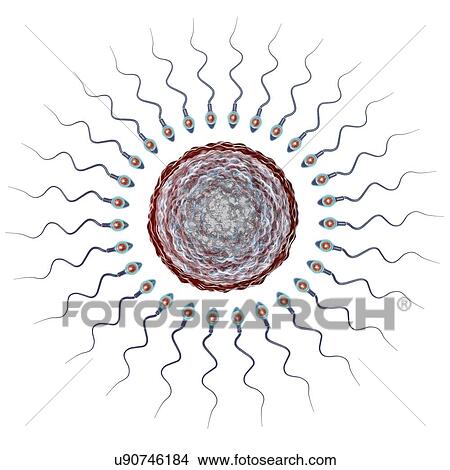 Picture - Human ovum, or egg, surrounded by numerous spermatozoa, computer illustration. In fertilisation, only a single sperm may successfully penetrate the ovum to fuse with the female nucleus. Barriers to be overcome include layers of follicular cells.... Fotosearch