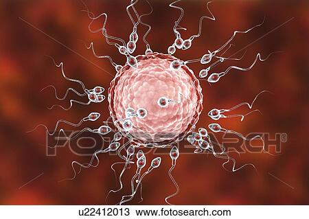 Stock Image - Human ovum, or egg, surrounded by numerous spermatozoa, computer illustration. In fertilisation, only a single sperm may successfully penetrate the ovum to fuse with the female nucleus. Barriers to be overcome include layers of follicular cells.... Fotosearch
