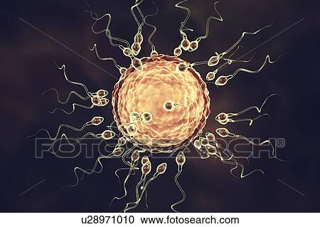 Human ovum, or egg, surrounded by numerous spermatozoa, computer illustration. In fertilisation, only a single sperm may successfully penetrate the ovum to fuse with the female nucleus. Barriers to be overcome include layers of follicular cells... View Large Photo Image Stock Image - Human ovum, or egg, surrounded by numerous spermatozoa, computer illustration. In fertilisation, only a single sperm may successfully penetrate the ovum to fuse with the female nucleus. Barriers to be overcome include layers of follicular cells.... Fotosearch