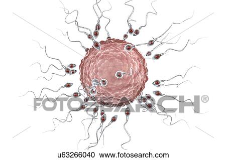 Stock Image - Human ovum, or egg, surrounded by numerous spermatozoa, computer illustration. In fertilisation, only a single sperm may successfully penetrate the ovum to fuse with the female nucleus. Barriers to be overcome include layers of follicular cells.... Fotosearch
