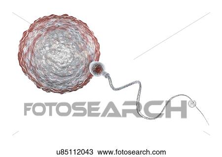 Human ovum, or egg, surrounded by numerous spermatozoa, computer illustration. In fertilisation, only a single sperm may successfully penetrate the ovum to fuse with the female nucleus. Barriers to be overcome include layers of follicular cells... View Large Photo Image Stock Image - Human ovum, or egg, surrounded by numerous spermatozoa, computer illustration. In fertilisation, only a single sperm may successfully penetrate the ovum to fuse with the female nucleus. Barriers to be overcome include layers of follicular cells.... Fotosearch