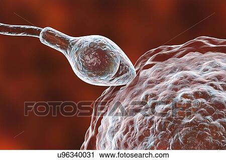 Human ovum, or egg, surrounded by numerous spermatozoa, computer illustration. In fertilisation, only a single sperm may successfully penetrate the ovum to fuse with the female nucleus. Barriers to be overcome include layers of follicular cells... View Large Photo Image Stock Image - Human ovum, or egg, surrounded by numerous spermatozoa, computer illustration. In fertilisation, only a single sperm may successfully penetrate the ovum to fuse with the female nucleus. Barriers to be overcome include layers of follicular cells.... Fotosearch