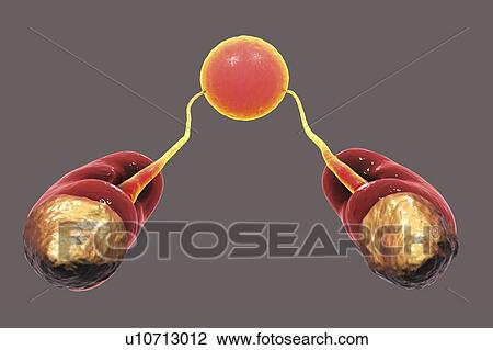 Stock Image - Human urinary system and adrenal glands, top view, computer illustration.. Fotosearch
