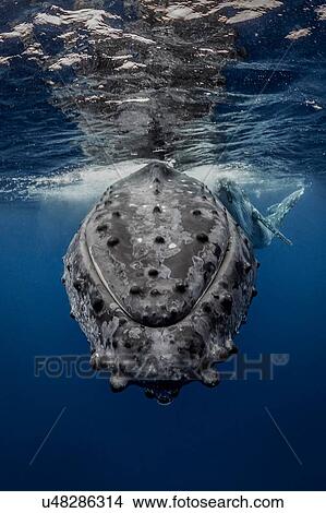 Humpback whale (Megaptera novaeangliae) and calf in the waters of Tonga View Large Photo Image Picture - Humpback whale (Megaptera novaeangliae) and calf in the waters of Tonga. Fotosearch