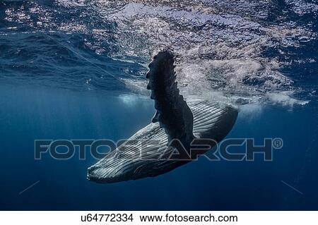 Humpback whale (Megaptera novaeangliae) in the waters of Tonga View Large Photo Image Picture - Humpback whale (Megaptera novaeangliae) in the waters of Tonga. Fotosearch