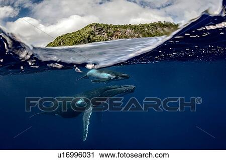Humpback whale (Megaptera novaeangliae) and calf in the waters of Tonga View Large Photo Image Stock Image - Humpback whale (Megaptera novaeangliae) and calf in the waters of Tonga. Fotosearch