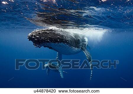 Humpback whale (Megaptera novaeangliae) and calf in the waters of Tonga View Large Photo Image Stock Image - Humpback whale (Megaptera novaeangliae) and calf in the waters of Tonga. Fotosearch