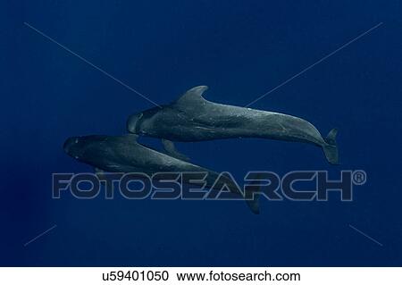 Stock Image - Humpback whale (Megaptera novaeangliae) and calf in the waters of Tonga. Fotosearch