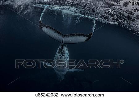 Stock Image - Humpback whale (Megaptera novaeangliae) in the waters of Tonga. Fotosearch