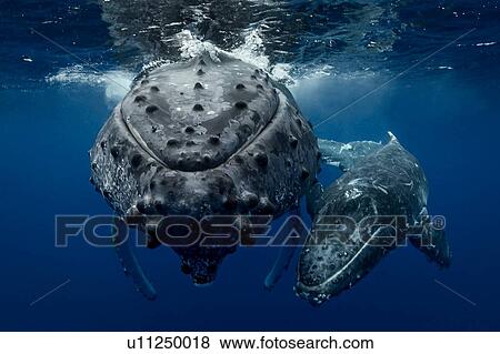 Humpback whale (Megaptera novaeangliae) and calf in the waters of Tonga View Large Photo Image Stock Photo - Humpback whale (Megaptera novaeangliae) and calf in the waters of Tonga. Fotosearch