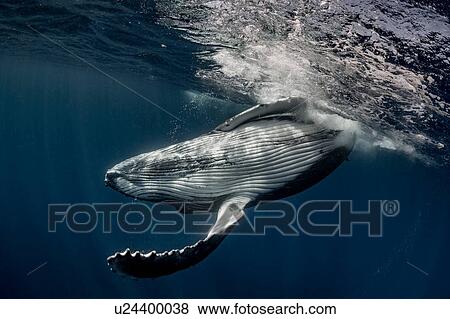 Humpback whale (Megaptera novaeangliae) in the waters of Tonga View Large Photo Image Stock Photo - Humpback whale (Megaptera novaeangliae) in the waters of Tonga. Fotosearch