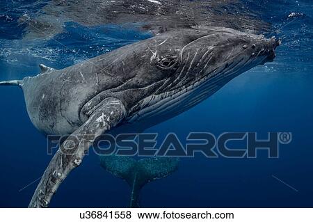 Stock Photo - Humpback whale (Megaptera novaeangliae) and calf in the waters of Tonga. Fotosearch