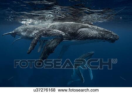 Stock Photo - Humpback whale (Megaptera novaeangliae) and calf in the waters of Tonga. Fotosearch