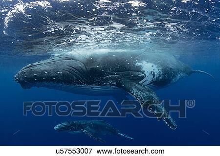 Stock Photo - Humpback whale (Megaptera novaeangliae) and calf in the waters of Tonga. Fotosearch